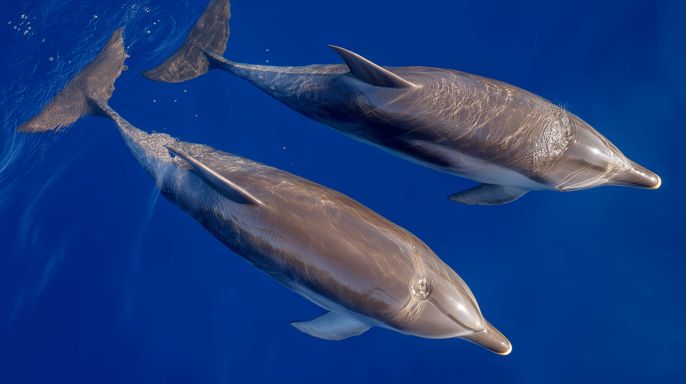 dolphins, deep blue ocean, sunlight filtering, 2K Desktop Wallpaper