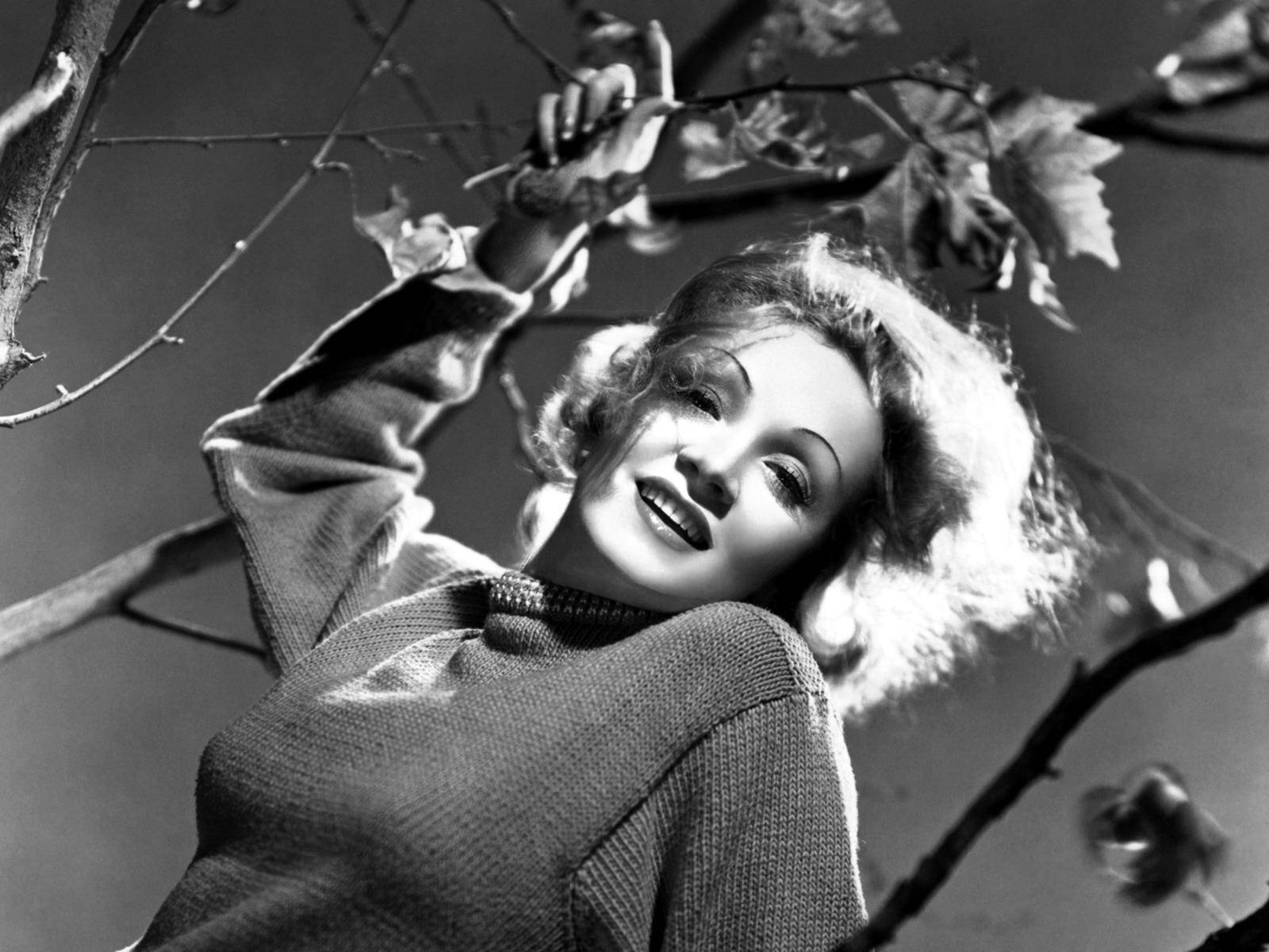 Marlene Dietrich, tree branches, sweater, HD Desktop Wallpaper