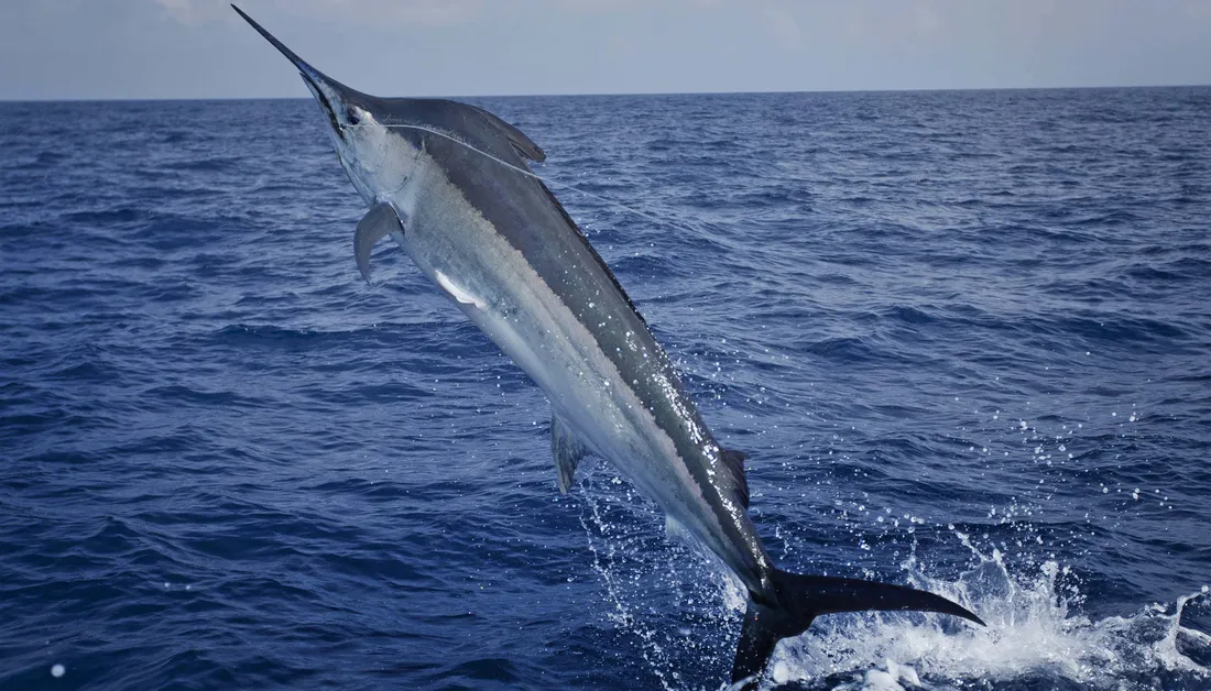 Marlin
