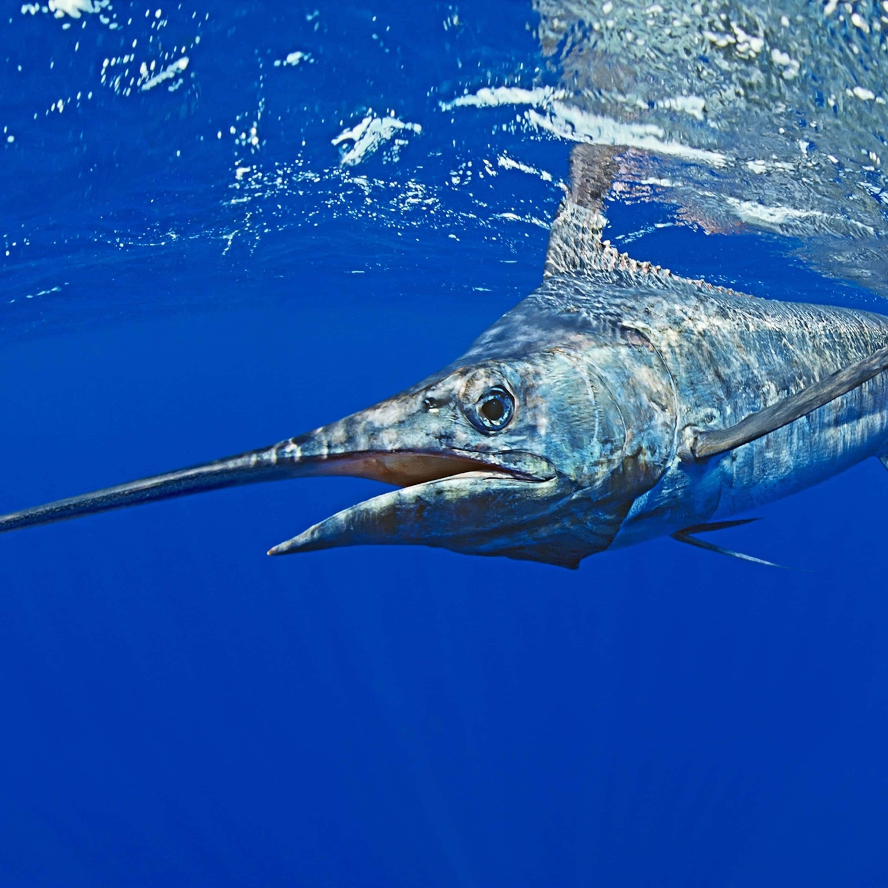 Marlin, ocean waves, vibrant blue ocean waters, 2K Desktop Wallpaper