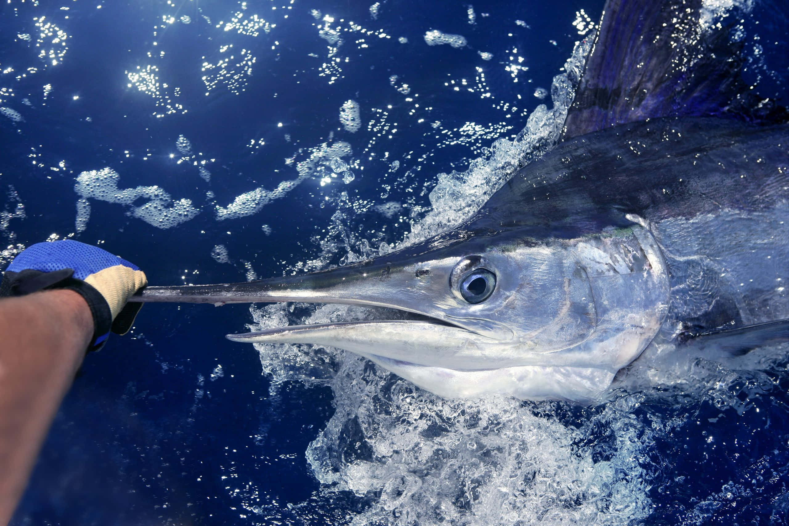 Marlin, deep blue ocean water, gloved hand, 2K Desktop Wallpaper