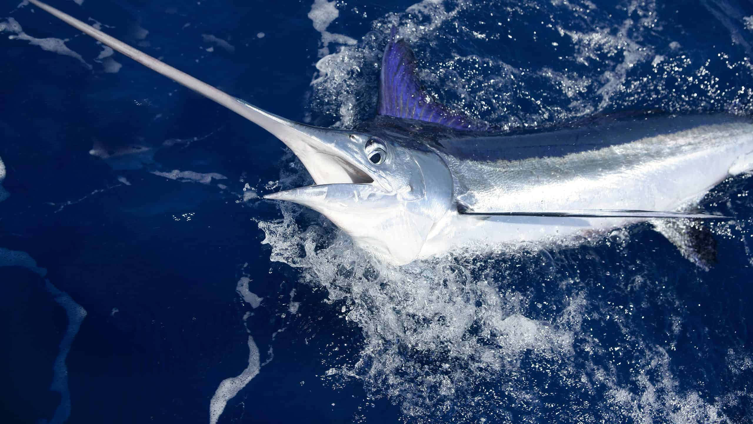 blue marlin, ocean, deep blue, 2K Desktop Wallpaper