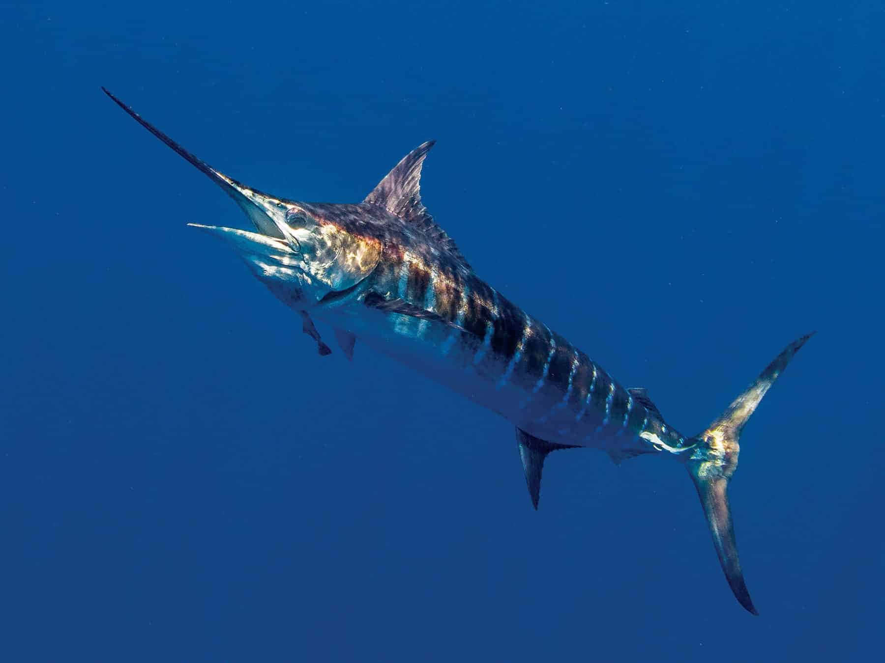 blue water, marlin, deep blue ocean water, HD Desktop Wallpaper