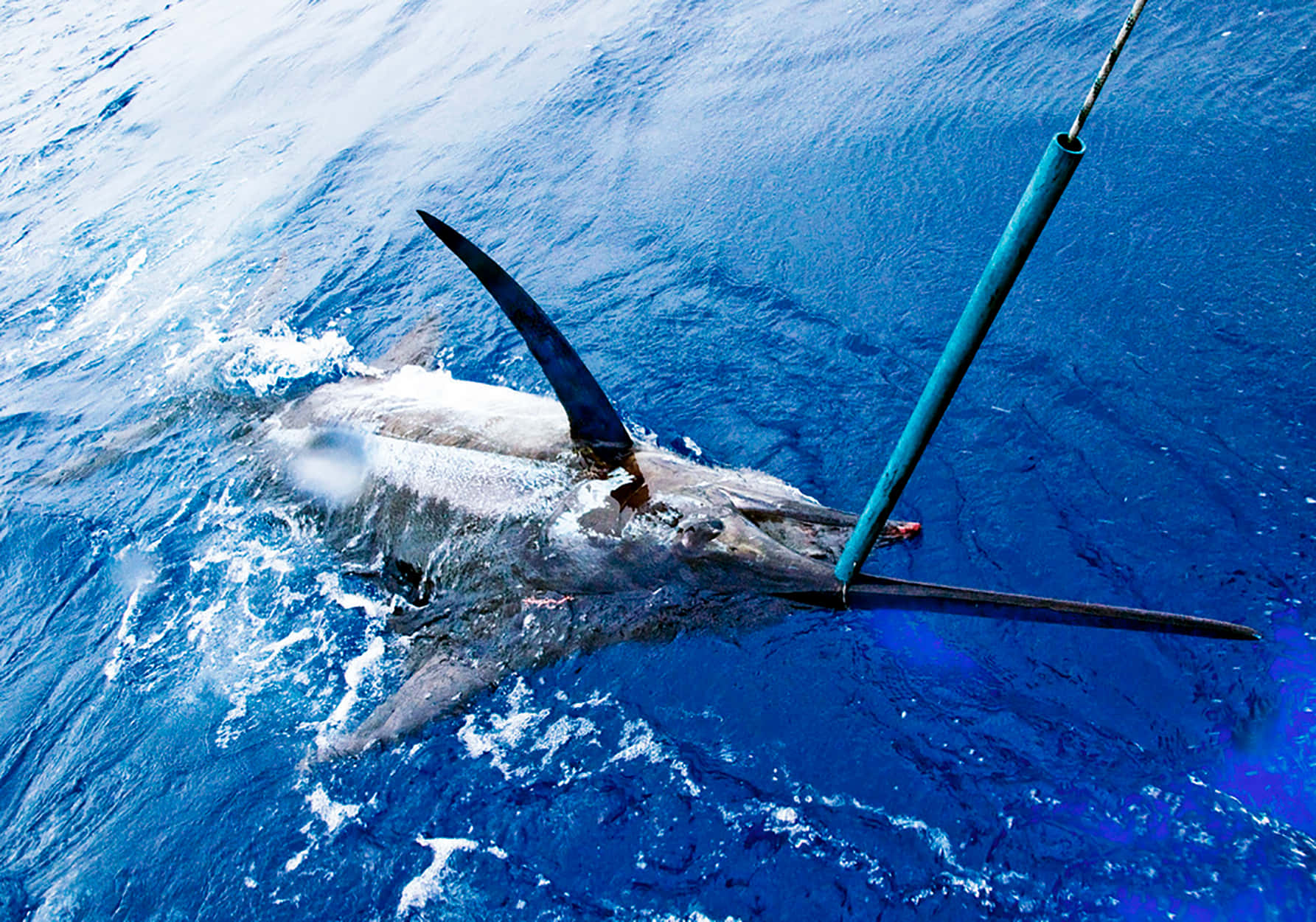 marlin, deep blue ocean, fishing rod, HD Desktop Wallpaper
