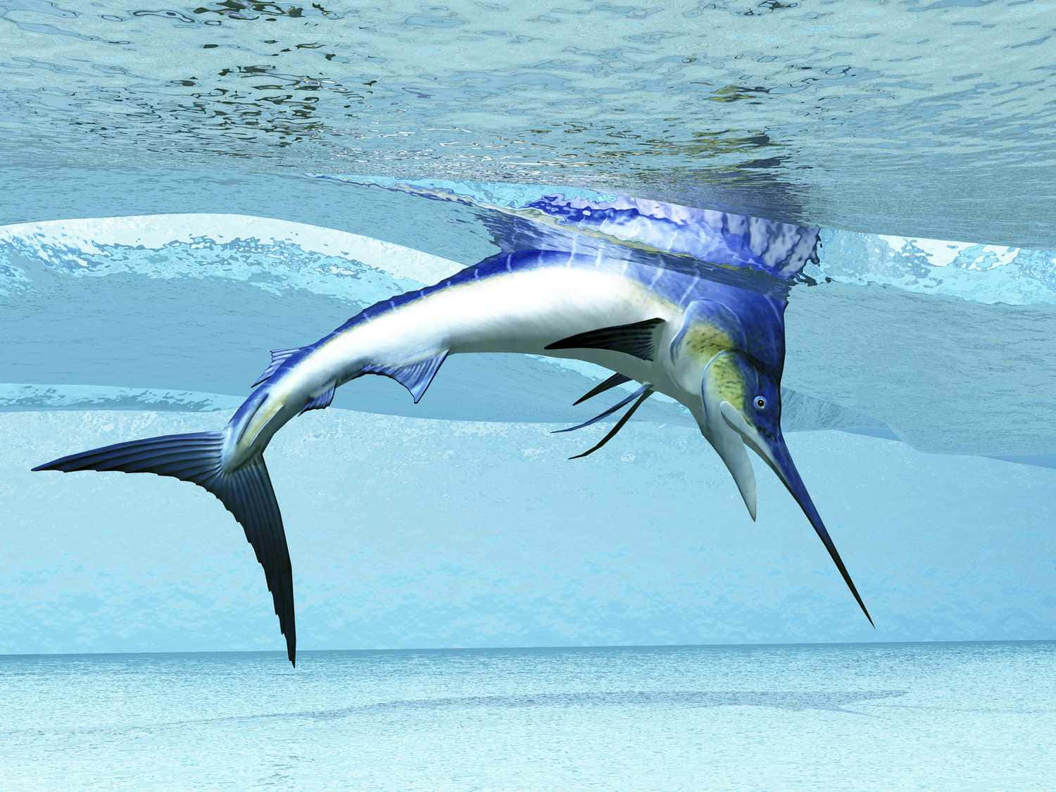 blue marlin, ocean surface, clear turquoise water, HD Desktop Wallpaper