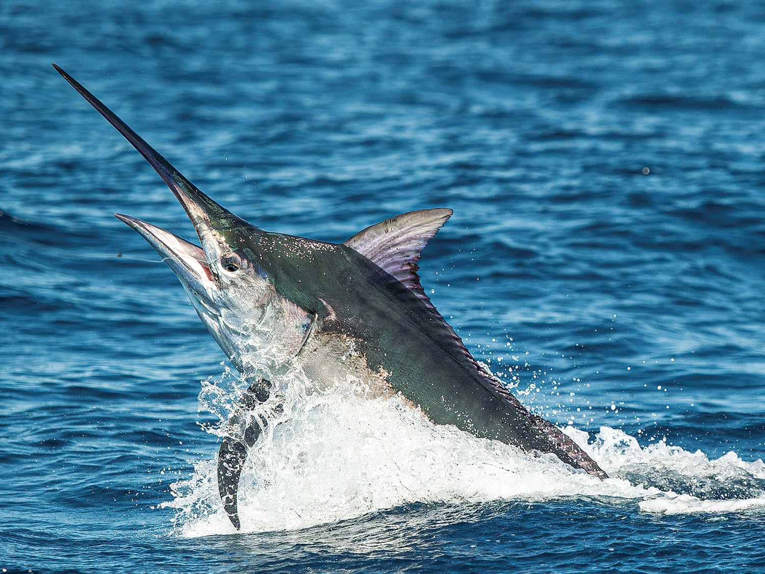 blue marlin, ocean surface, deep blue ocean water, HD Desktop Wallpaper