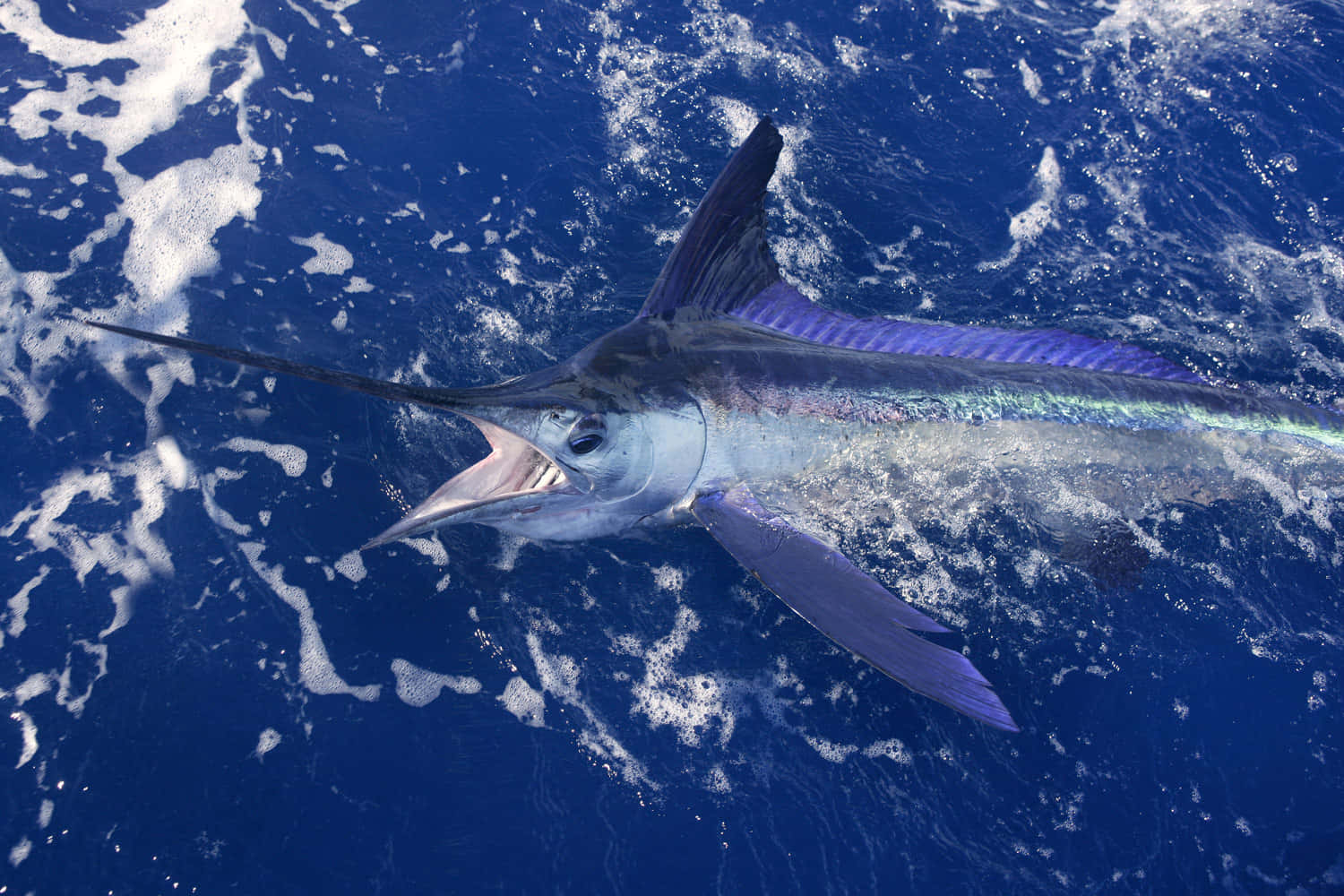 marlin, ocean, deep blue ocean, HD Desktop Wallpaper