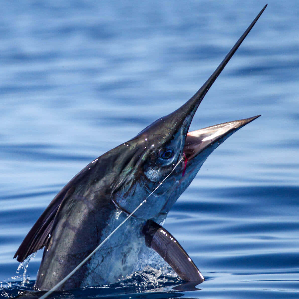 Marlin, leaping, ocean, SD Desktop Wallpaper