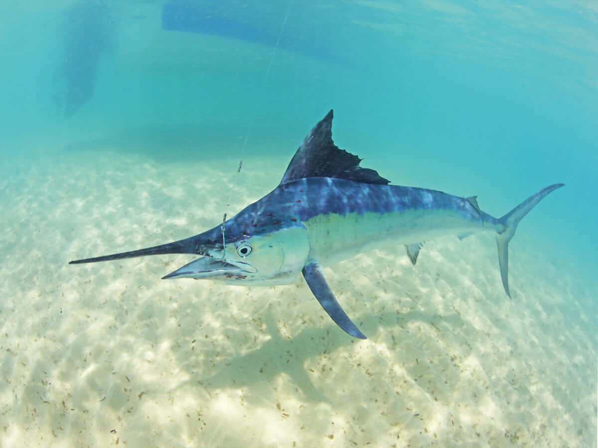 blue marlin, turquoise water, sandy ocean floor, SD Desktop Wallpaper