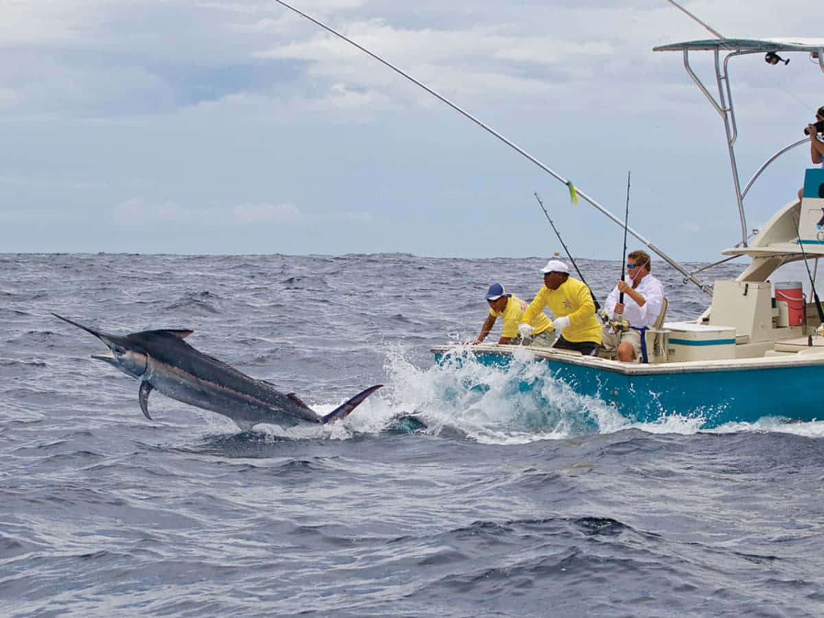 Marlin, fishing boat, blue fishing boat, SD Desktop Wallpaper