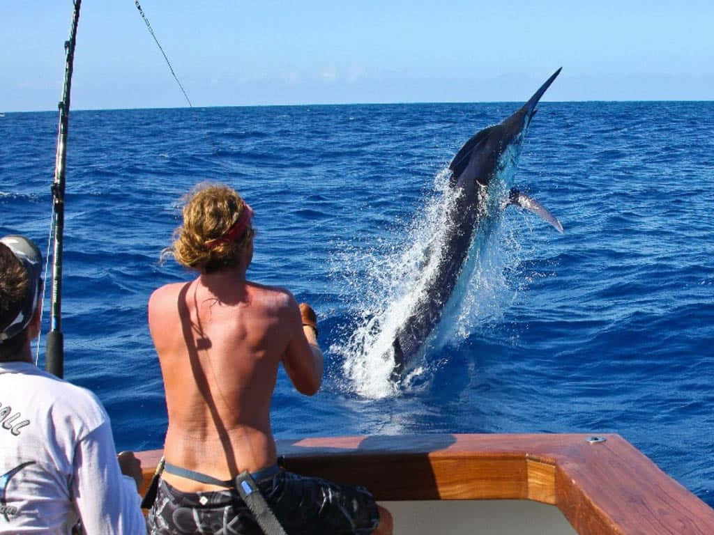 Marlin, deep blue ocean waters, wooden boat, SD Desktop Wallpaper