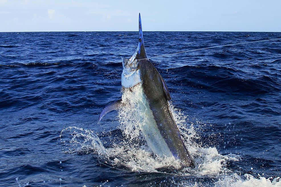 blue marlin, leaping, open ocean, SD Desktop Wallpaper