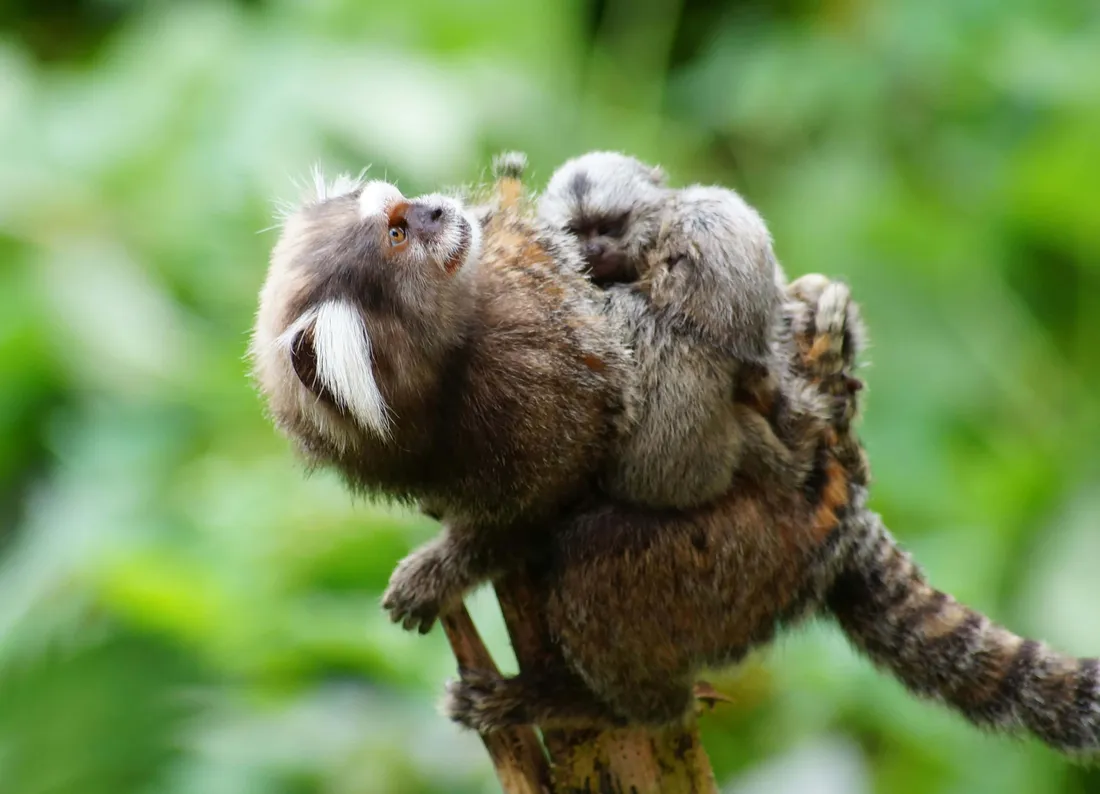 Marmoset