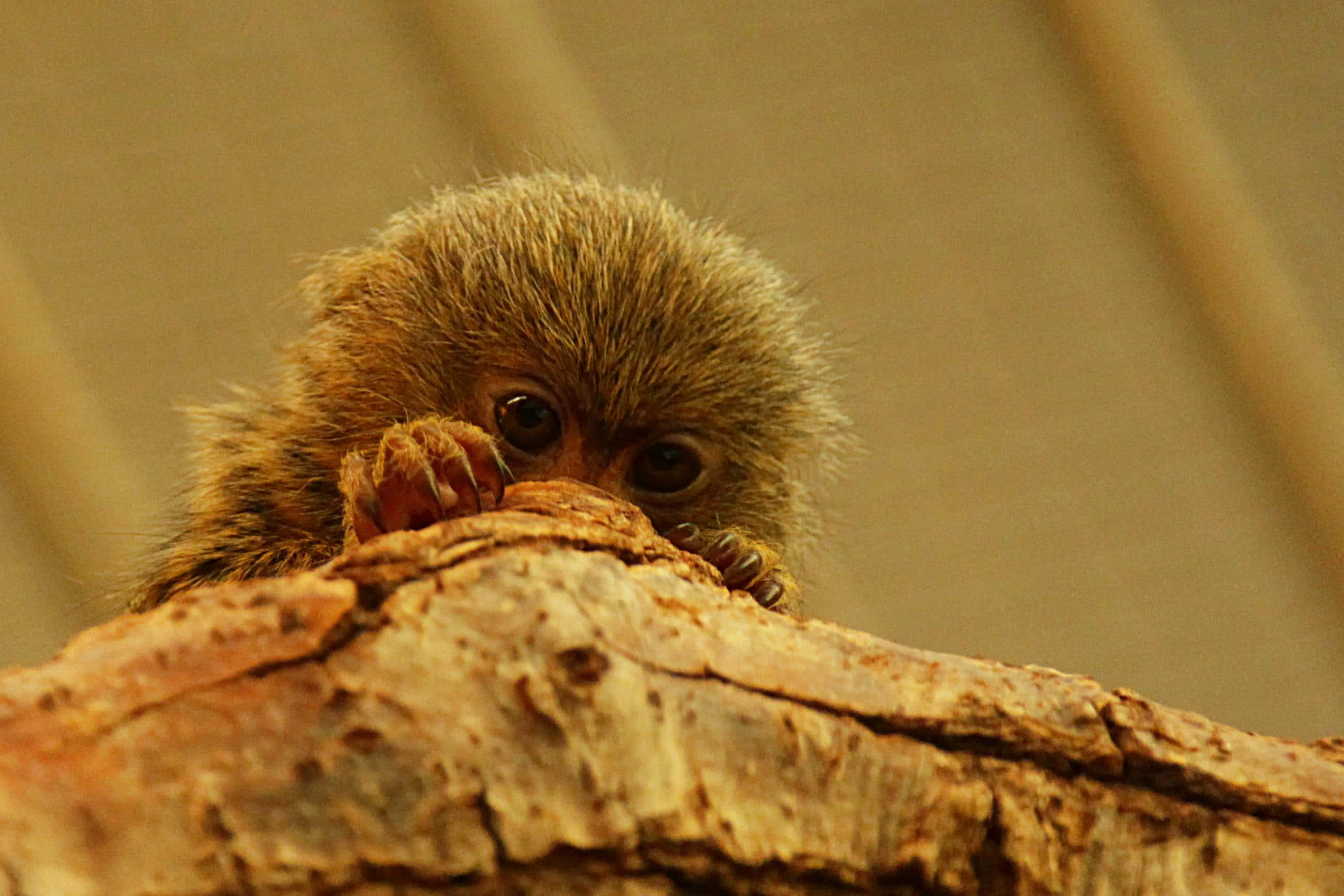 marmoset, tree bark, brown-furred, 2K Desktop Wallpaper