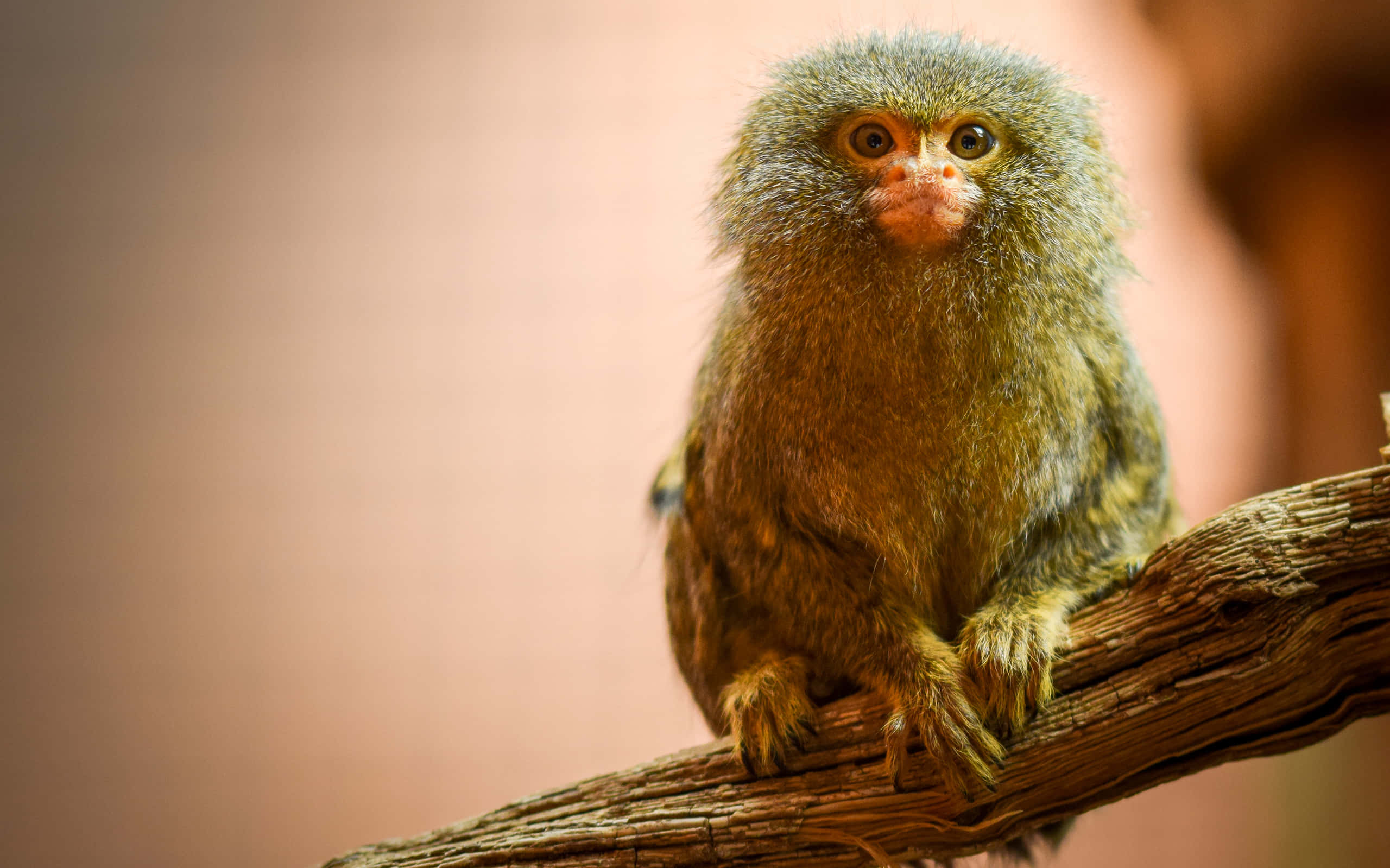 marmoset, branch, tree branch, 2K Desktop Wallpaper