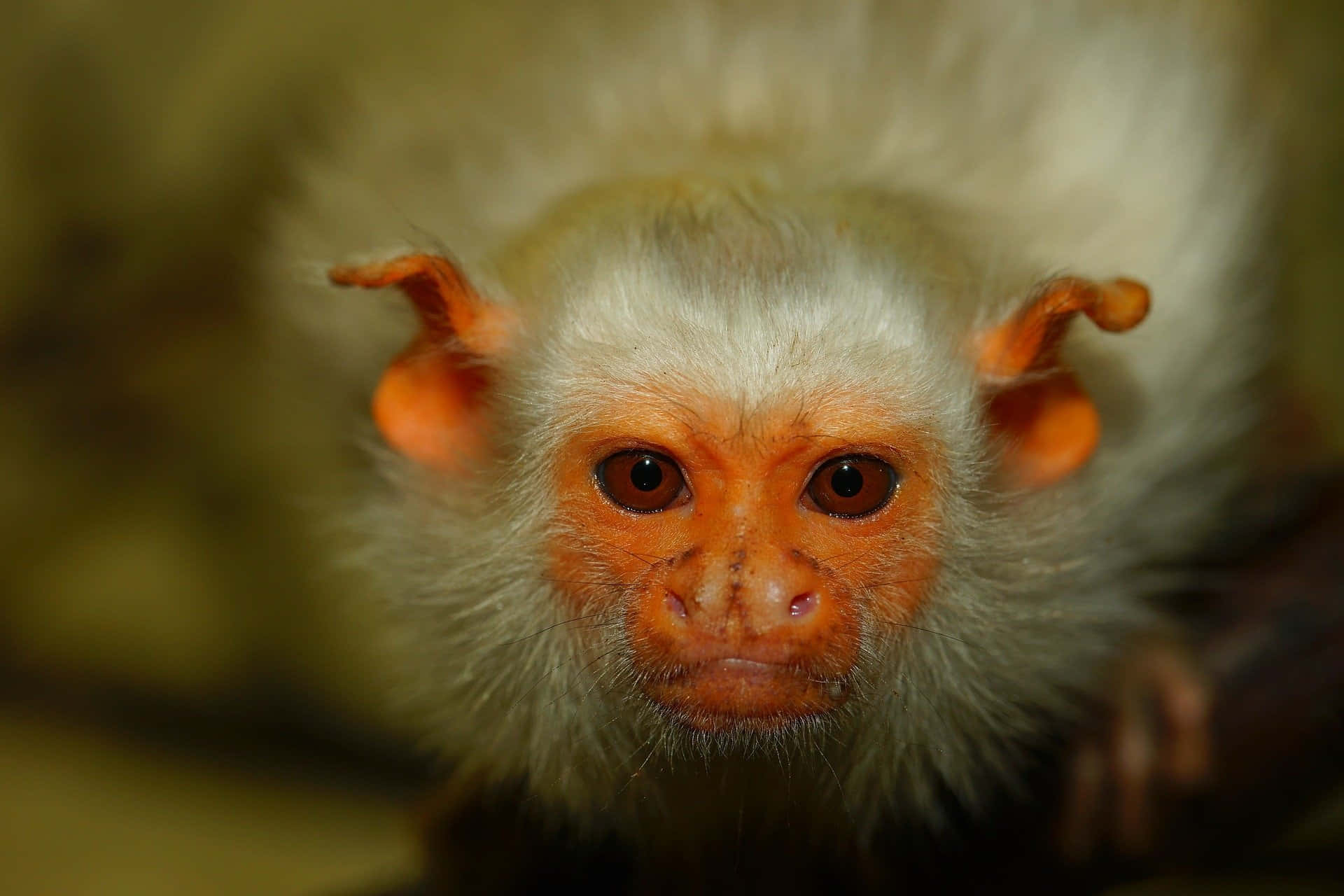 marmoset, white-faced, orange ears, Full HD Desktop Wallpaper