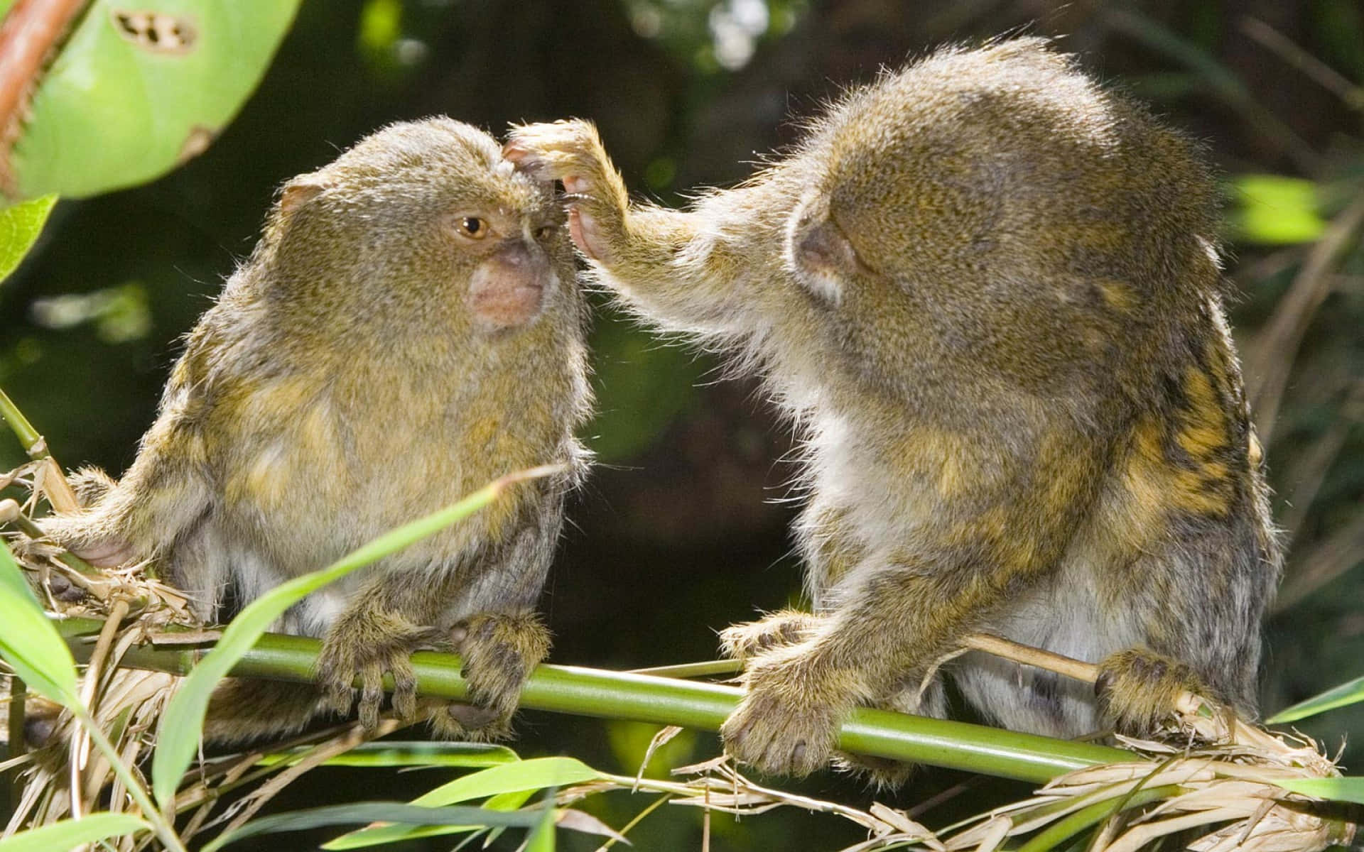 Marmoset, grooming session, bamboo branches, Full HD Desktop Wallpaper