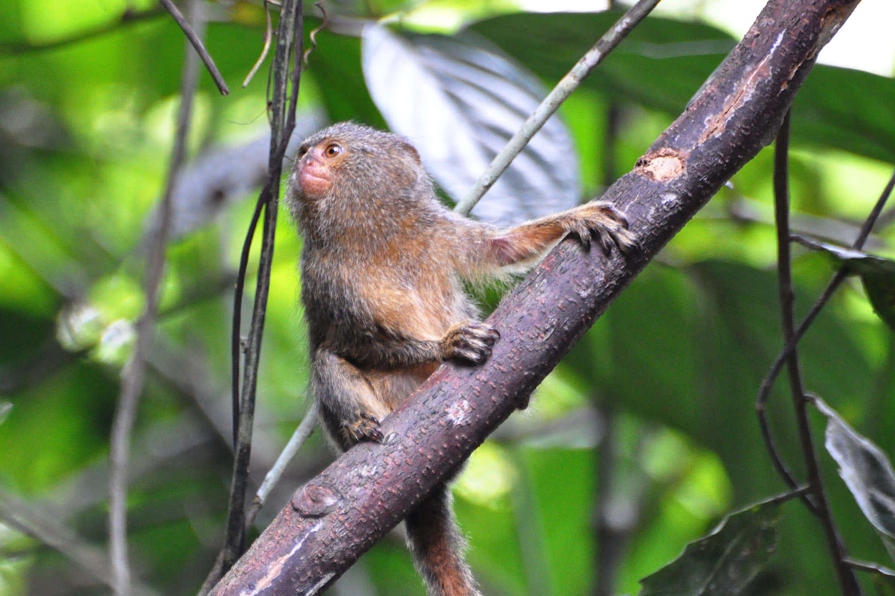 marmoset, natural habitat, brown monkey, HD Desktop Wallpaper