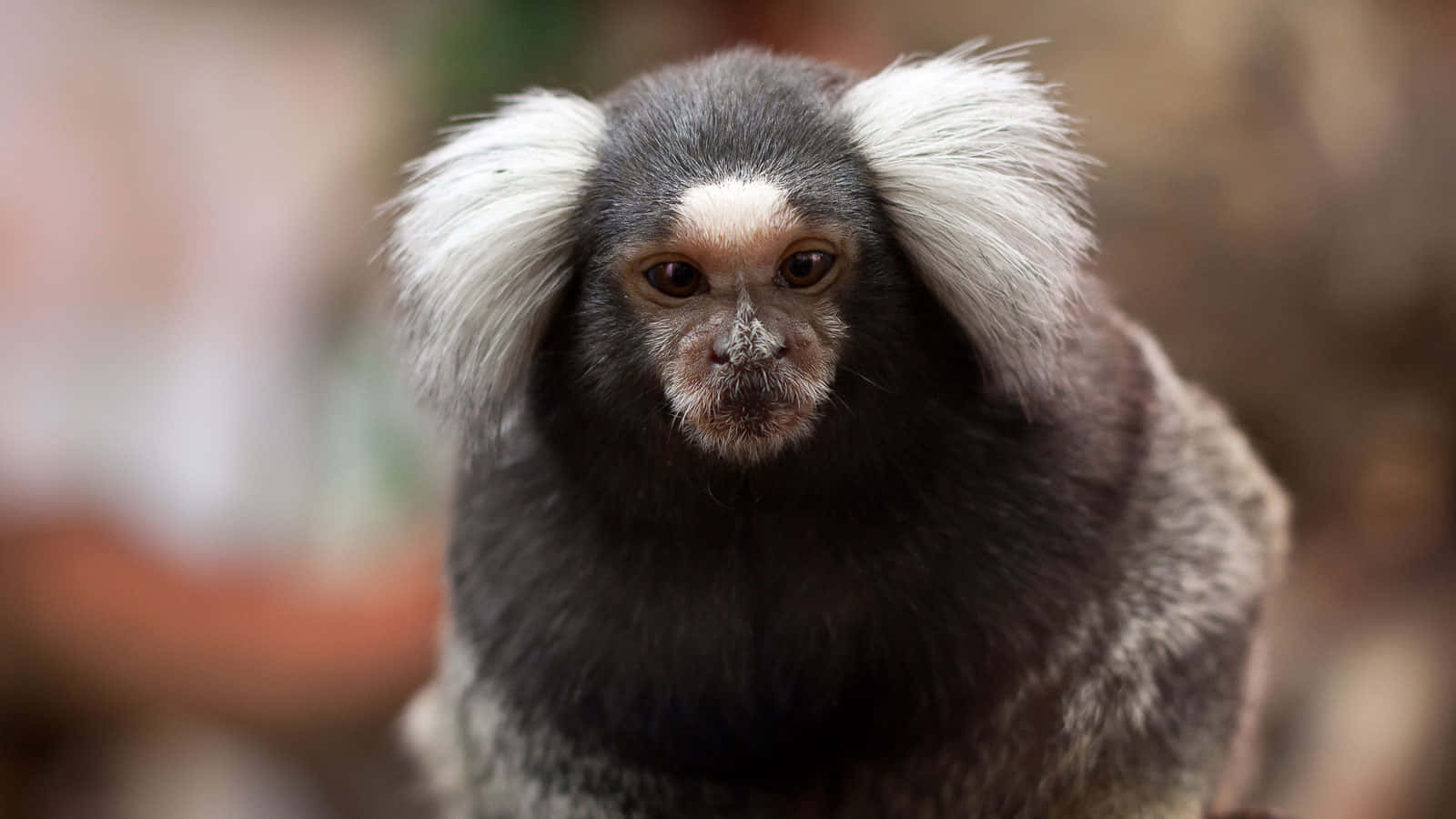 common marmoset, black-faced marmoset, fluffy white ear tufts, HD Desktop Wallpaper