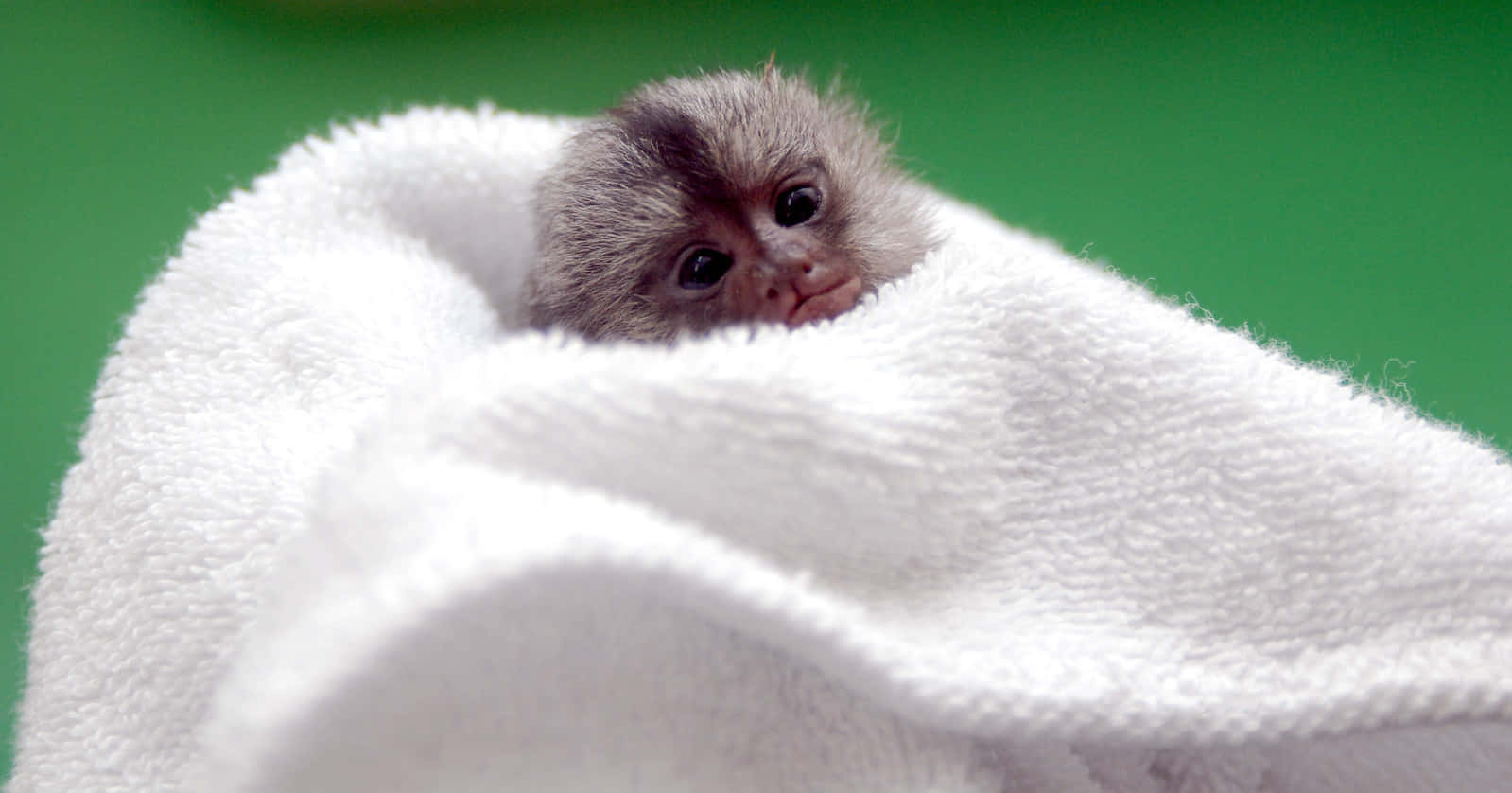 Cozy Marmosetin Blanket, baby monkey, dark eyes, HD Desktop Wallpaper