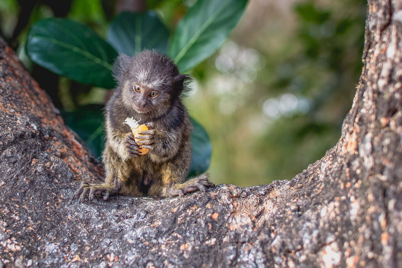marmoset, tree, fruit, HD Desktop Wallpaper