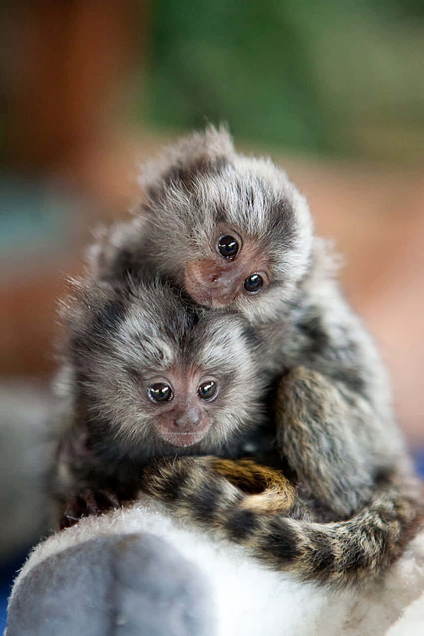 Marmoset, gray, siblings, SD Phone Wallpaper