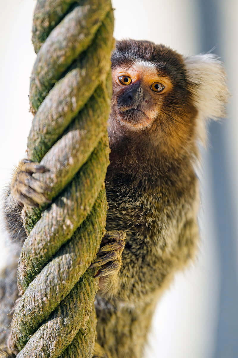 marmoset, white tufts, amber eyes, SD Phone Wallpaper