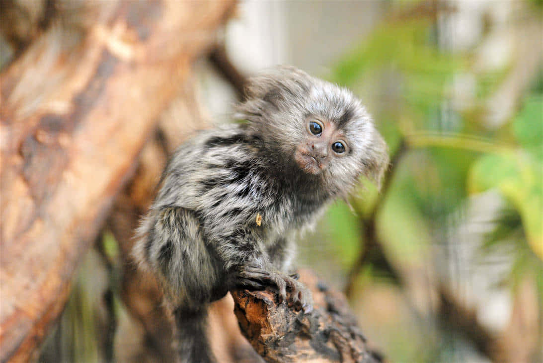 Curious Marmosetin Nature.jpg, gray marmoset, fluffy fur, SD Desktop Wallpaper