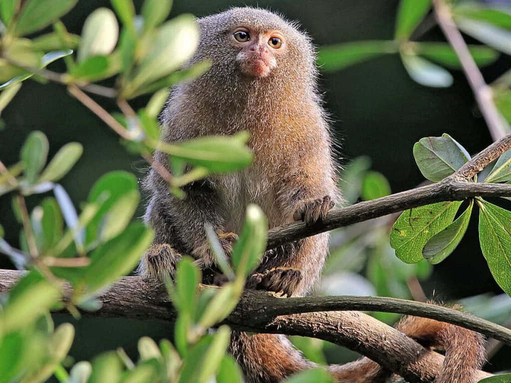 marmoset, green foliage, tree branch, SD Desktop Wallpaper