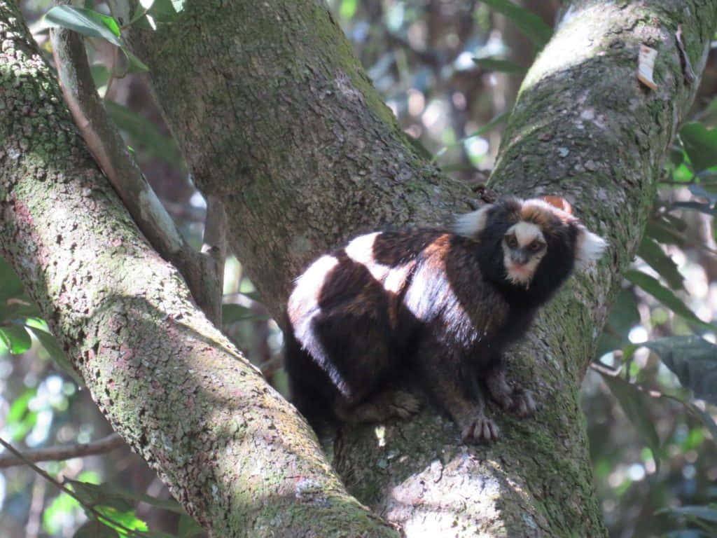 marmoset, tufted head, mossy tree branch, SD Desktop Wallpaper