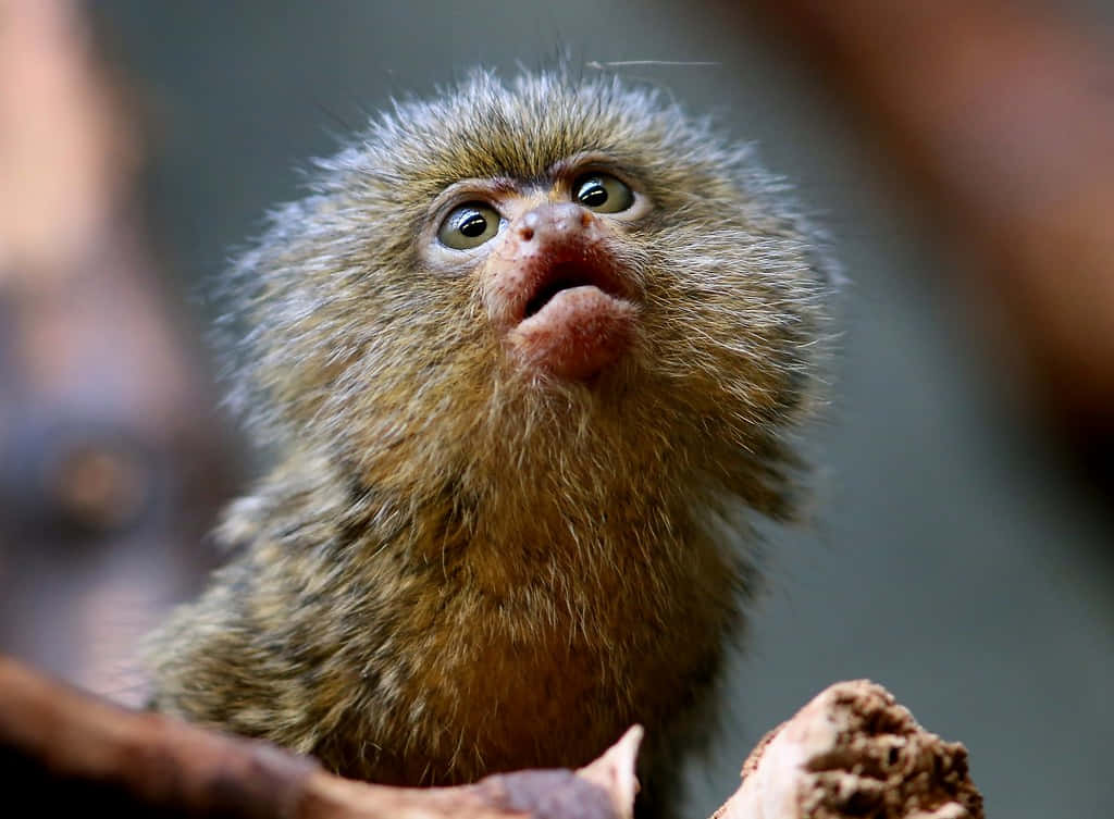 marmoset, fluffy, wide curious eyes, SD Desktop Wallpaper