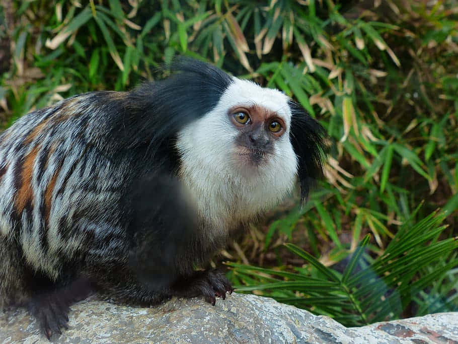 marmoset, black and white, orange shoulder patches, SD Desktop Wallpaper