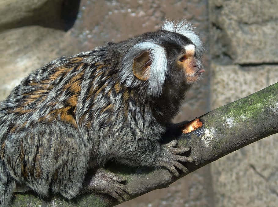 Common Marmoseton Branch, white-faced marmoset, fluffy silver and brown fur, SD Desktop Wallpaper