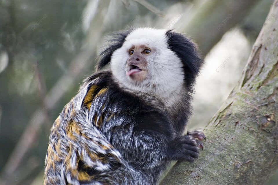 marmoset, white-faced black monkey, yellowish fur, SD Desktop Wallpaper