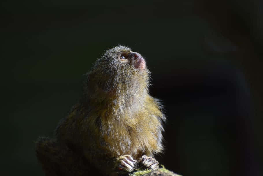Contemplative Marmosetin, natural light, mossy branch, SD Desktop Wallpaper