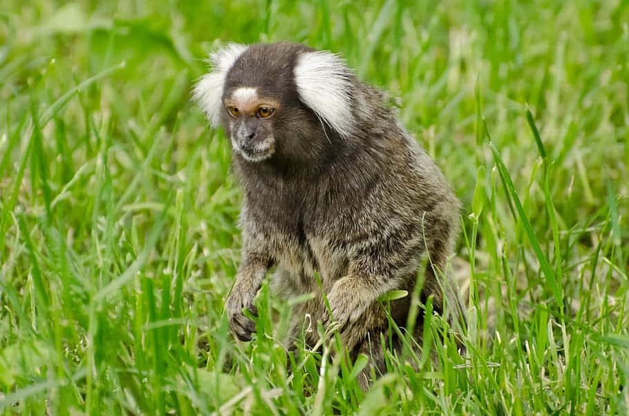 marmoset, white tufted ears, brown fur, SD Desktop Wallpaper