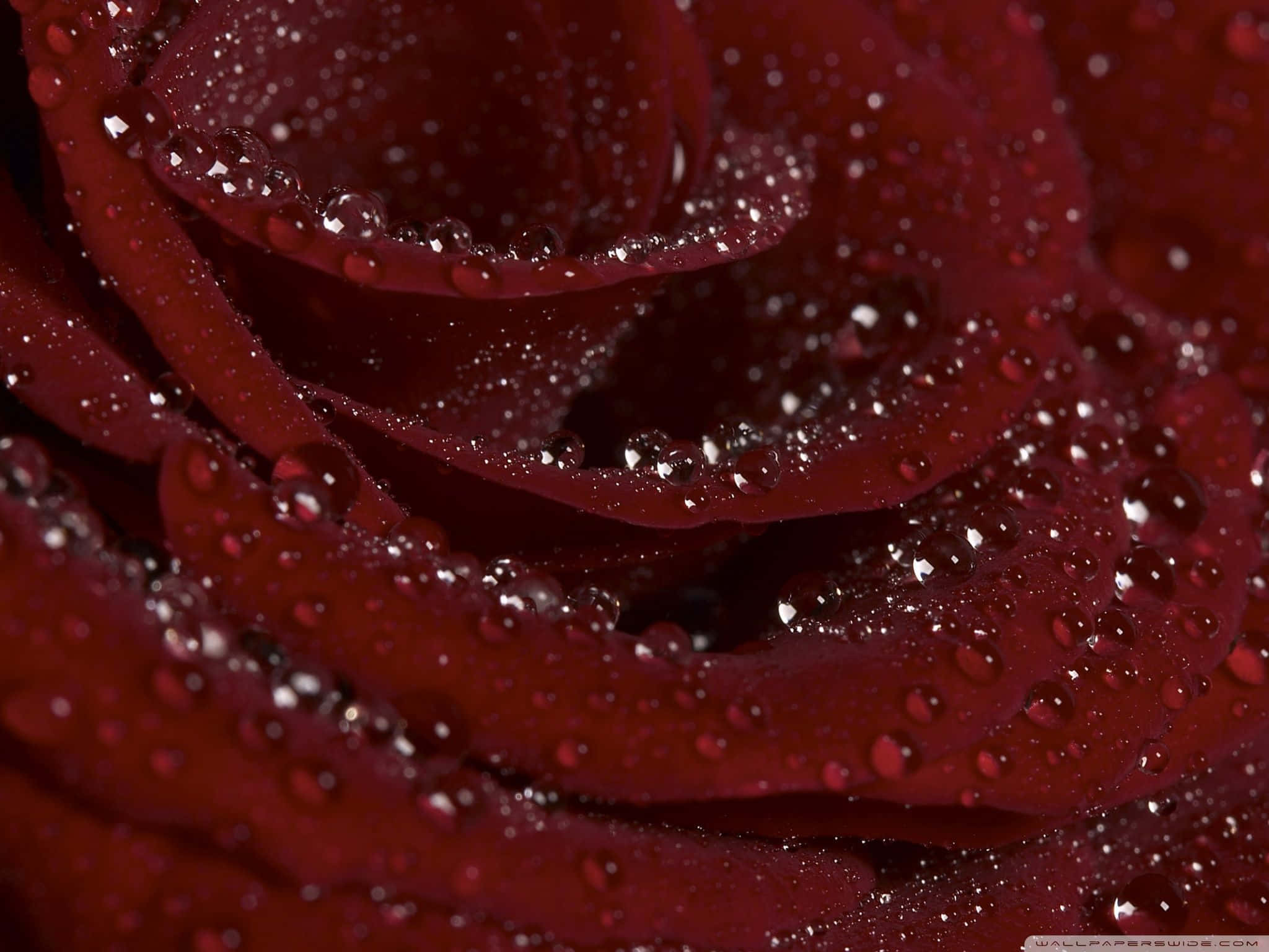 deep red rose, glistening water droplets, velvety petals, Full HD Desktop Wallpaper