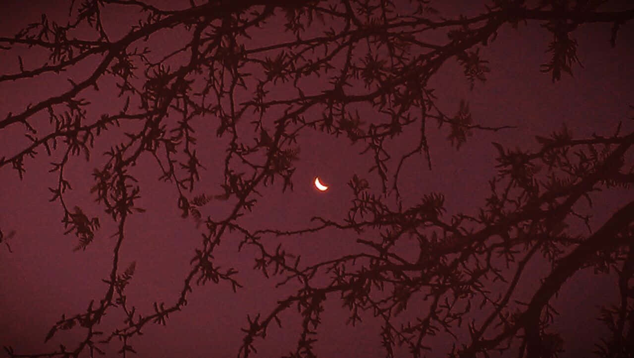 crescent moon, silhouetted tree branches, deep maroon twilight sky, HD Desktop Wallpaper