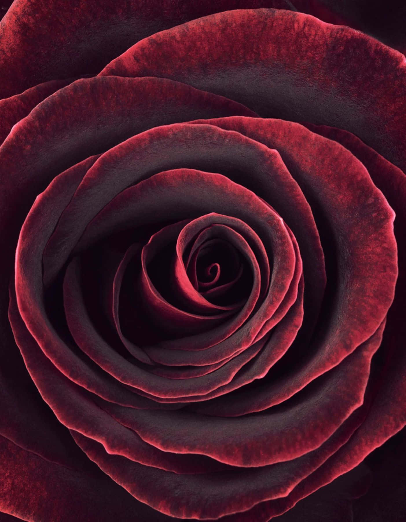 deep crimson rose, velvety petals, dramatic lighting, HD Phone Wallpaper