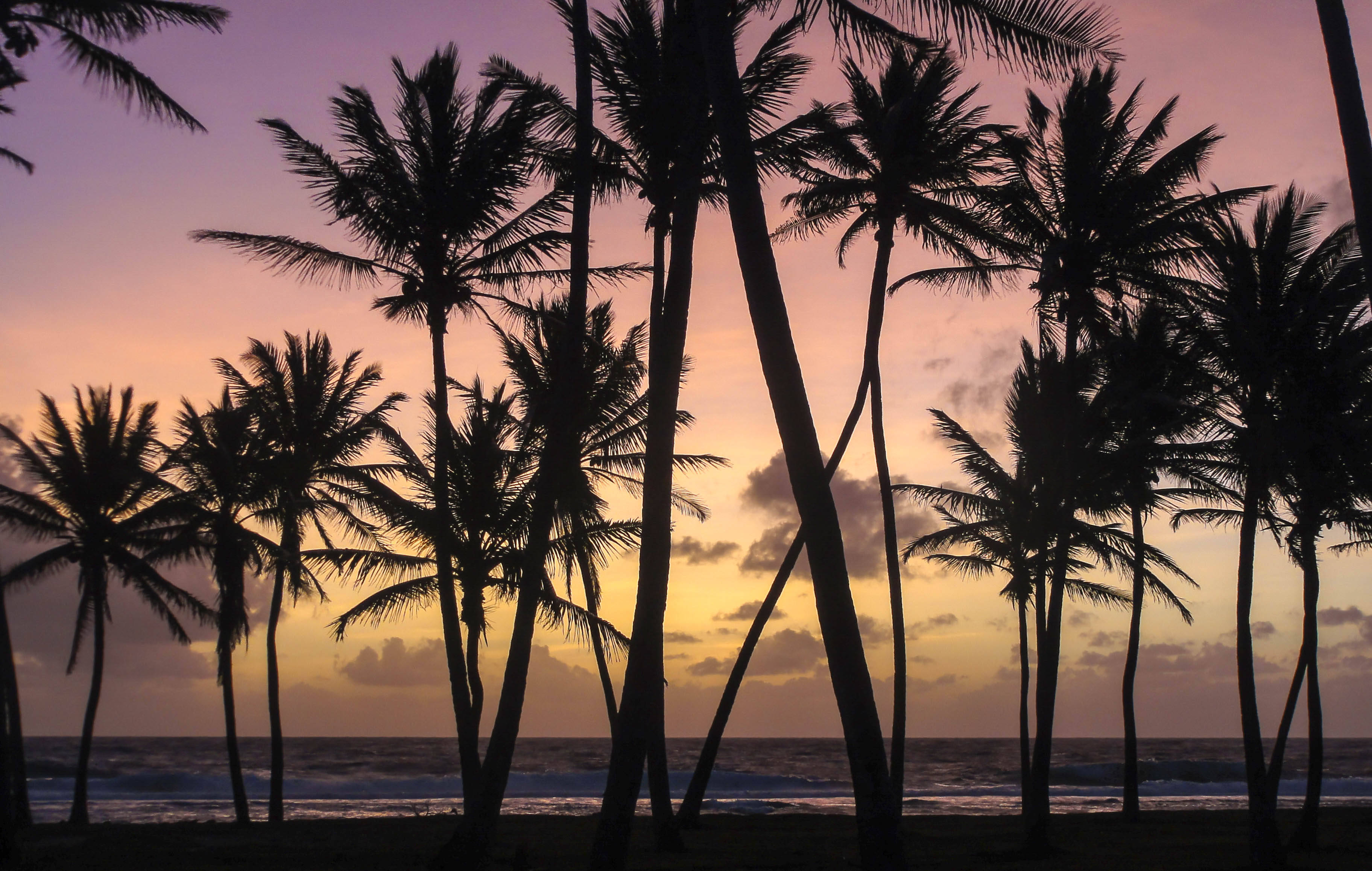 Marshall Islands, coconut trees, palm trees, 2K Desktop Wallpaper