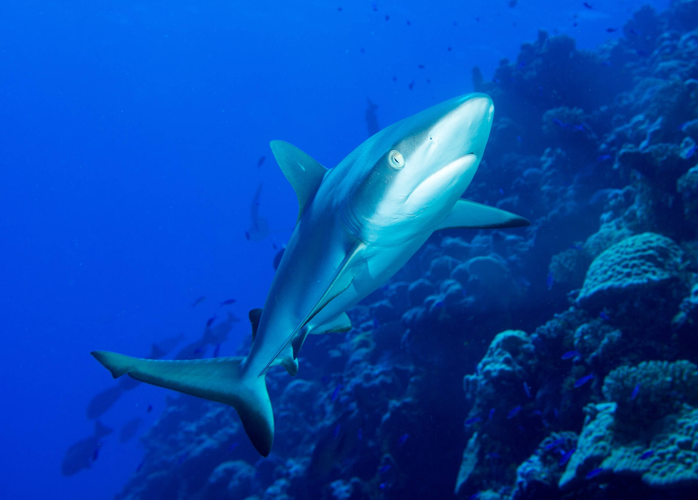 shark, Reef shark, Marshall Islands, Full HD Desktop Wallpaper