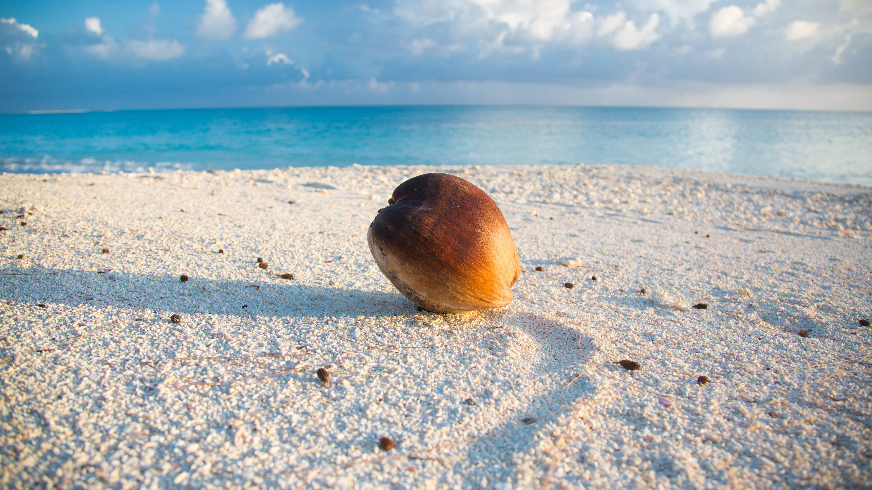 Marshall Islands, coconut, white sand, 2K Desktop Wallpaper