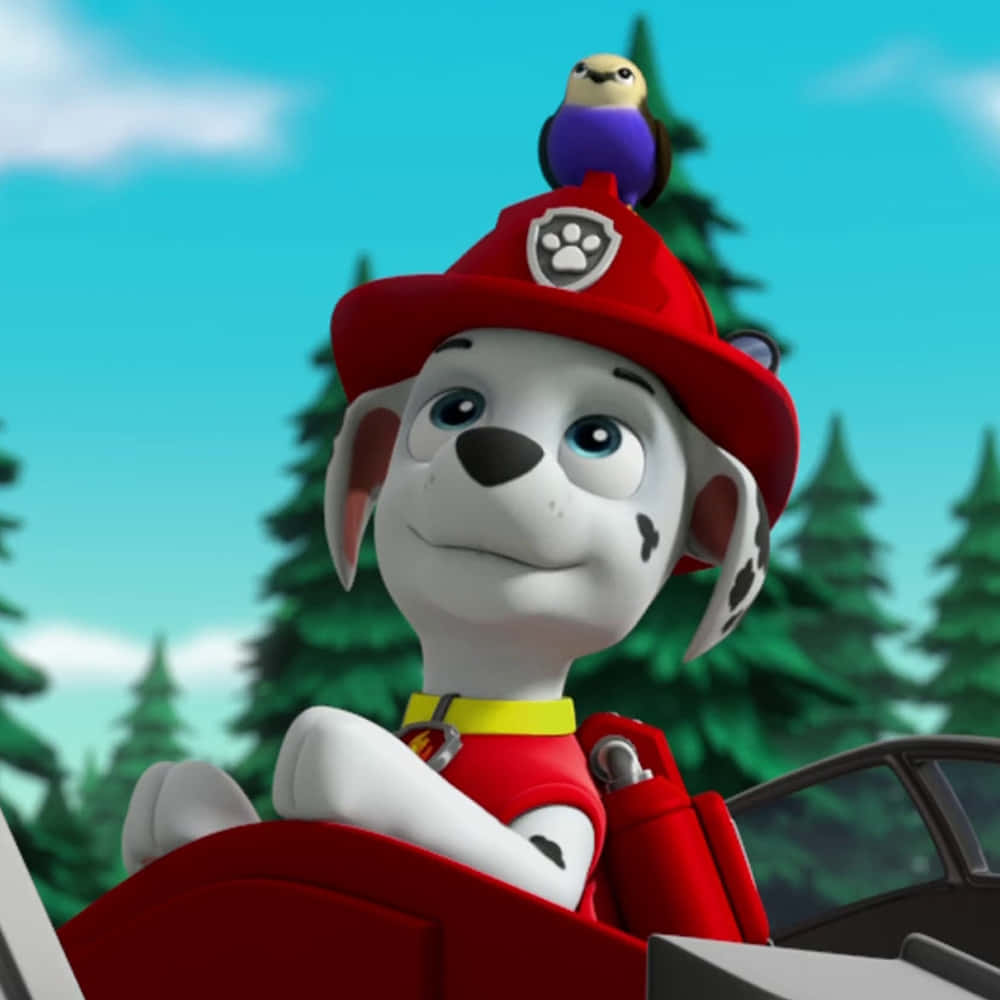 Marshall, Paw Patrol, red firefighter hat, SD Desktop Wallpaper