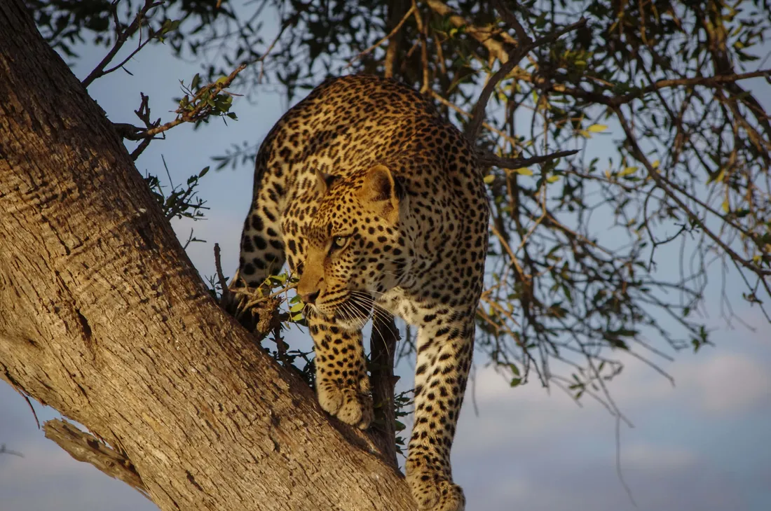 Masai Mara