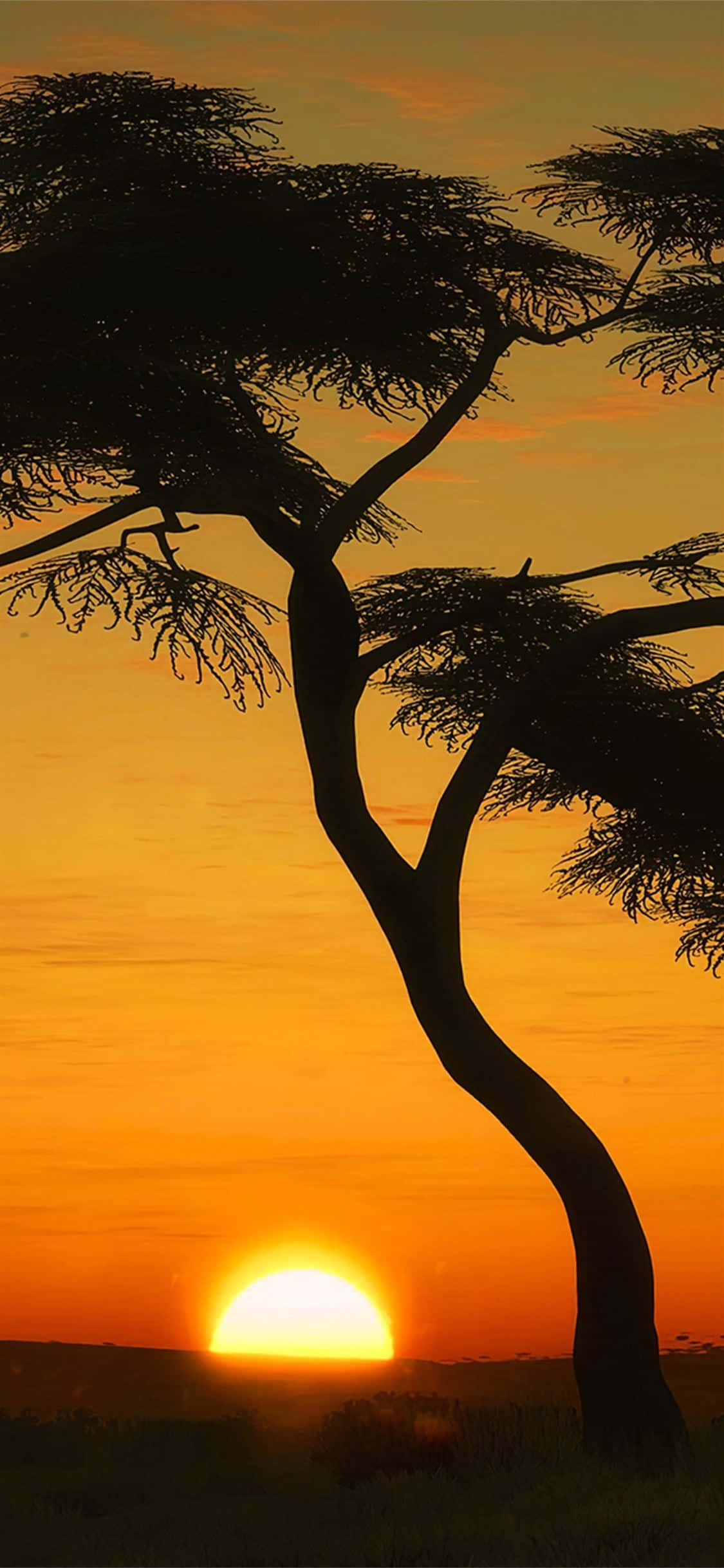 acacia tree, fiery orange sunset, sun low on the horizon, Full HD Phone Wallpaper