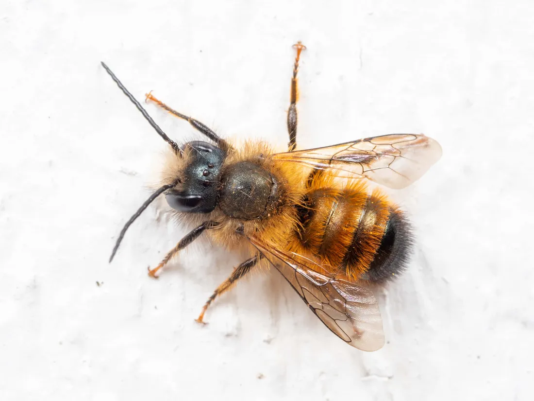 Mason Bee