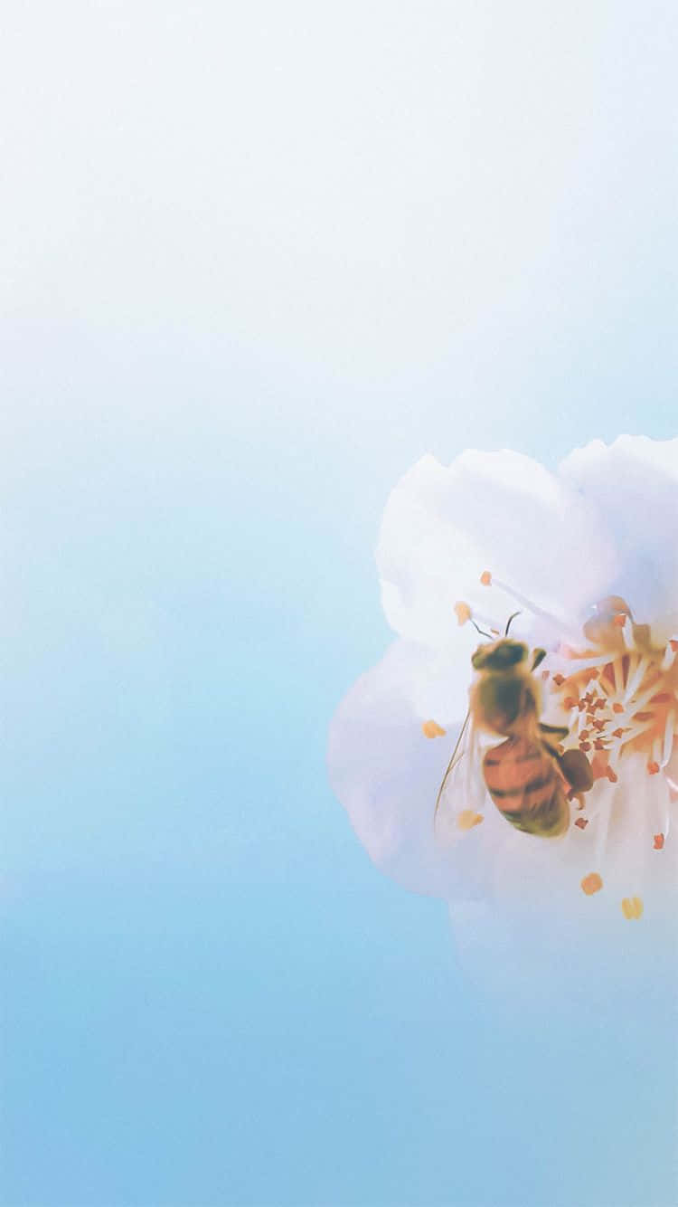 Bee iPhone, honeybee, white flower, HD Phone Wallpaper