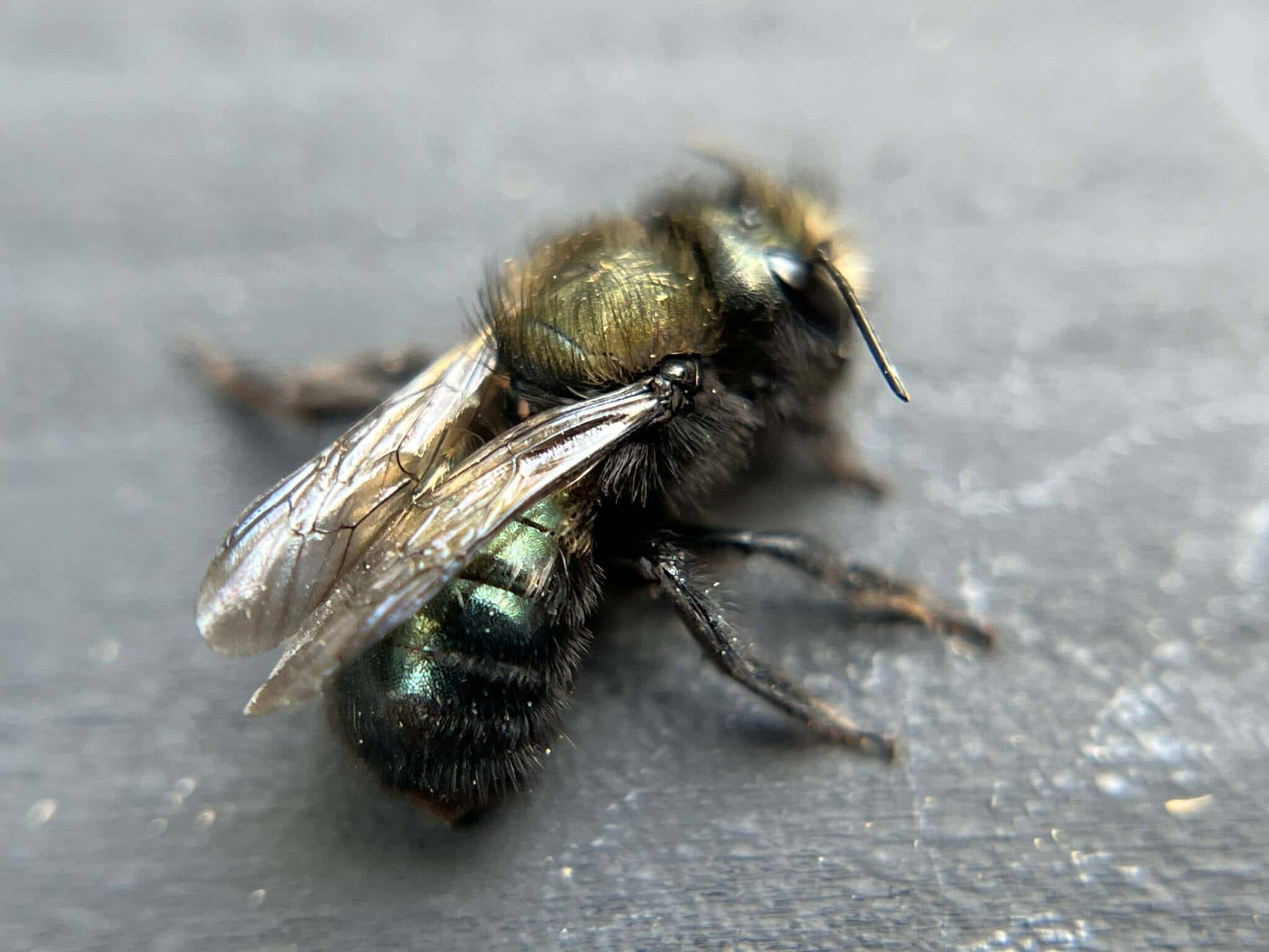 Mason Bee, metallic green, black, Full HD Desktop Wallpaper