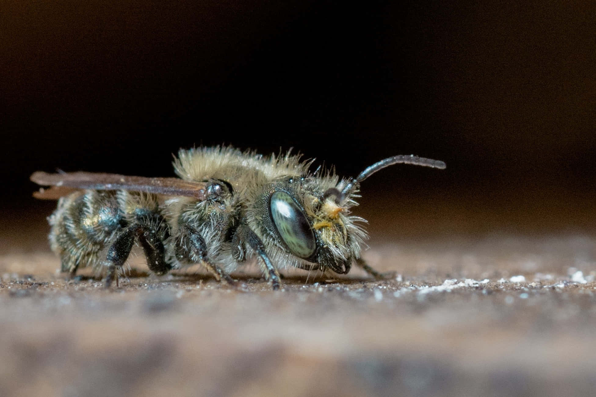 Mason Bee, fuzzy bee, large compound eyes, Full HD Desktop Wallpaper