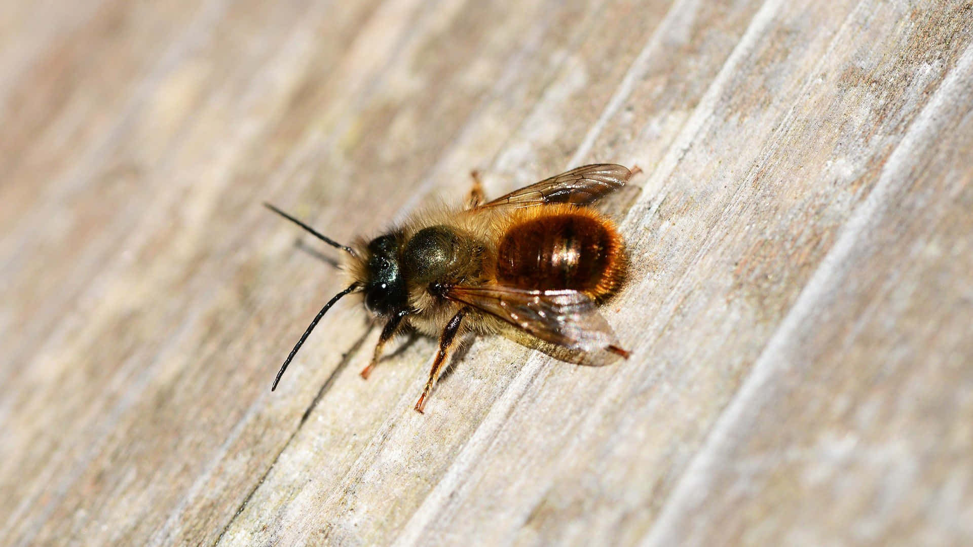Mason Bee, wooden surface, orange and black, Full HD Desktop Wallpaper